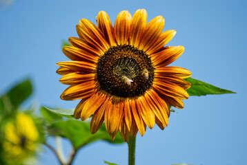Sunflower with bees in the nature