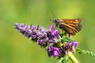 Skipper butterfly on purple flower