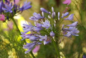 Beautiful agapanthus flower in summer 