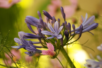 Beautiful agapanthus flower in the garden