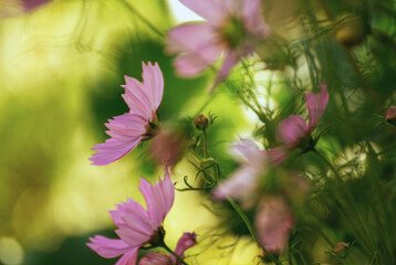 Cosmos flower in the garden