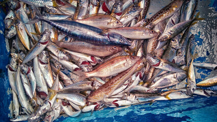 the fisherman who caught fish with a fishing rod, the fish in the bucket and on the barbecue                        