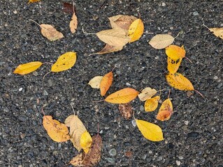 Autumn leaves background. Yellow Sakura leaves on wet sidewalk