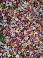 Autumn leaves background. Red maple leaves on grass