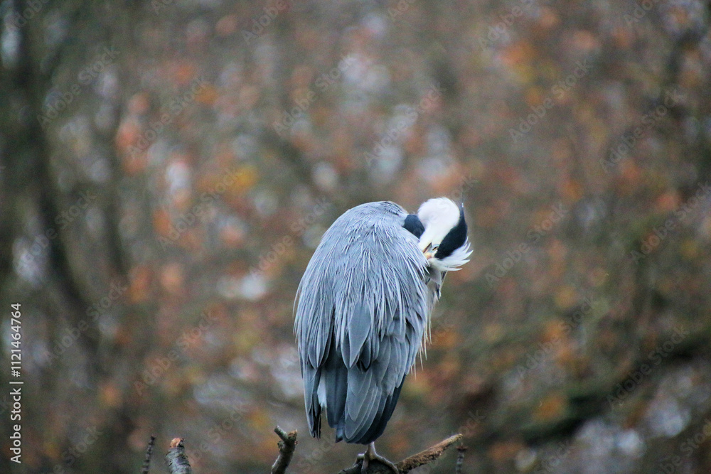 Canvas Prints blue heron on a branch