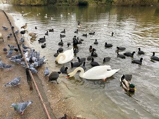 Obraz premium ducks on the water