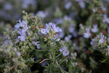 flowers in the garden