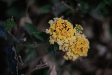 mushroom in the forest