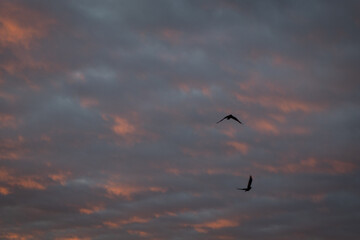 birds in the sky