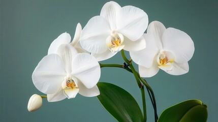 Elegant white orchids bloom gracefully, showcasing delicate petals against a soft green backdrop.