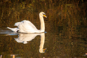 A close up view of a adult swan swimimg around the lake
