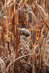 A view of the frozen plants near the waters edge.