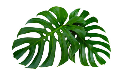 monstera deliciosa leaves in isolated white background, tropical leaf philodendron © Irfan 85