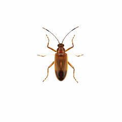 Fototapeta premium a brown insect isolated on the blank background