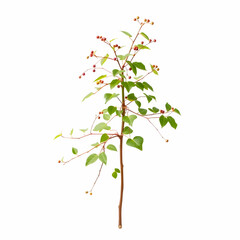 a japanese knotweed isolated on the blank background