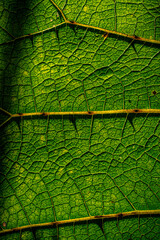 green leaf texture