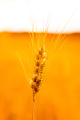 Fototapeta premium ears of wheat in the field