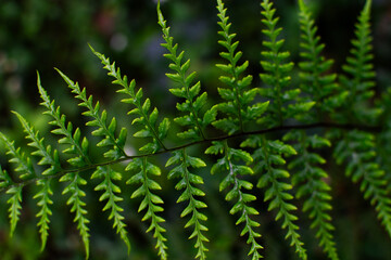 fern leaves