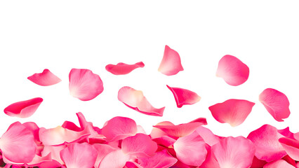 falling pink rose petals