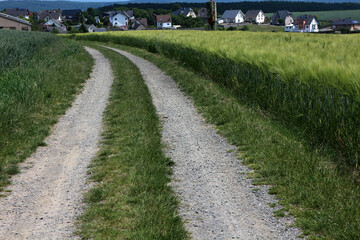 Rheinsteig track - between Saint Goarshausen and Kamp-Bornhofen - Hesse - Germany