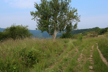 Rheinsteig track on approach to Kamp-Bornhofen - Hesse - Germany