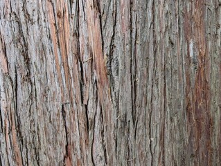 Wood background. The bark of the trunk of the Thuja plicata