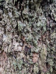 Wood background. The wet bark of the trunk of the Platanus in the city park