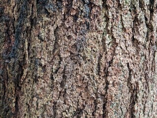 Naklejka premium Wood background. The bark of the trunk of the Platanus