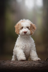 The cute lagotto romagnolo puppy dog posing in the autumn pine forest. Standing on the fallen tree. Italian water dog.