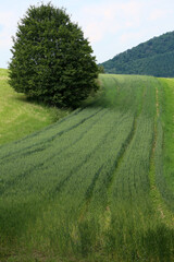 Between Lahnstein auf der Höhe and Frieland - Rheinsteig - between Braubach and Koblenz - Hesse - Germany