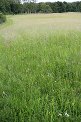 Forest trail and fields around Koblenz  - Rheinsteig - Hesse - Germany