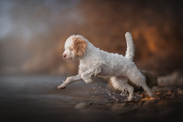 The white Lagotto romagnolo puppy dog jumping into the lake. Italian water dog. Autumn landscape