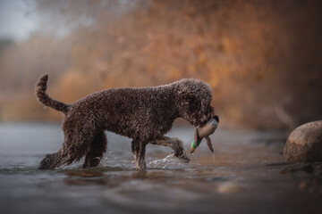 The chocolate Lagotto romagnolo dog playing with a toy. Italian water dog. Autumn landscape