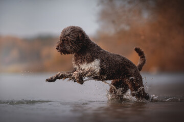 The chocolate Lagotto romagnolo dog jumping into the lake. Italian water dog. Autumn landscape