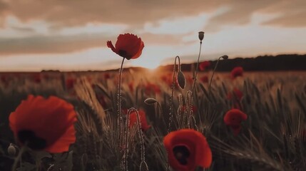 Sunset Poppies: A Serene Field of Red at Golden Hour