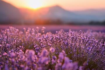 Obraz premium Campo de Lavanda al atardecer 