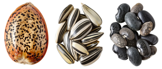 Seashell, sunflower seeds, and black beans.