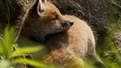 かわいいキツネ　兄弟キツネ　仲良し　フワフワ
野生動物