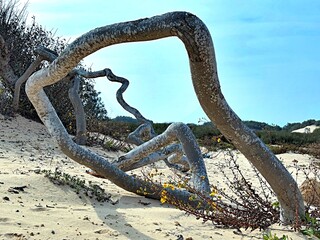 The twisted roots of a tree 