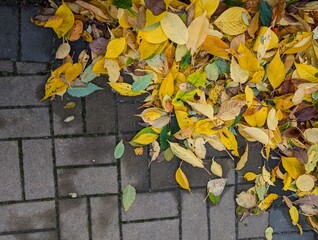 Autumn leaves background.  Yellow and green Sakura leaves are on the gray sidewalk. Sunny day