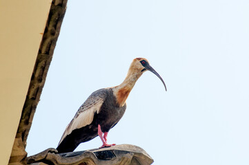 Fototapeta premium Beautiful ibis guesthouse resting in the summer