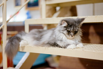 Adorable main coon grey cat laying at home. © luengo_ua