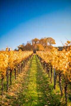 Blick durch die Weinberge in Kernen Stetten