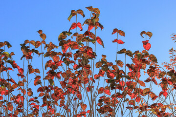 都心散歩　お庭の紅葉　汐留あたり