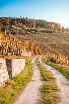 Blick durch die Weinberge in Kernen Stetten