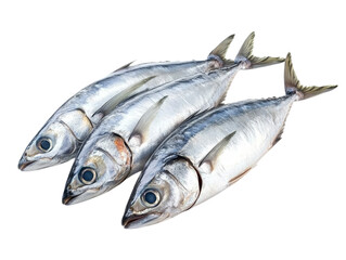 Fototapeta premium Raw mackerel fish isolated on transparent background