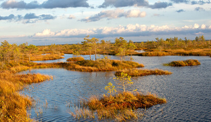 Swamp evening landscape. Belarusian swamps are the lungs of Europe. Ecological reserve 