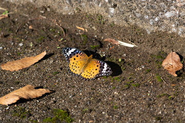 A female Indian Fritillary butterfly on the ground with her wings outstretched.