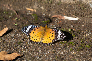 A female Indian Fritillary butterfly on the ground with her wings outstretched.