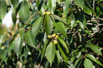Acorns from Quercus glauca, commonly called the ring oak or Japanese blue oak.